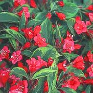 Weigela florida 'Brigela'