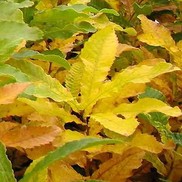 Quercus acutissima 'Gobbler'