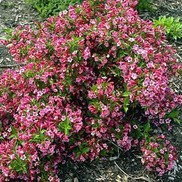 Weigela florida 'Minuet'