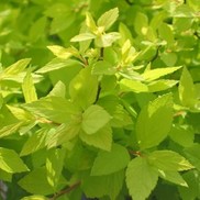 Spiraea japonica 'Lemon Princess'