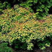 Spiraea X bumalda 'Goldflame'