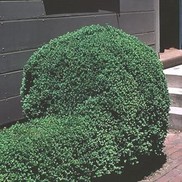 Buxus microphylla 'Emerald Jewel'