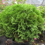 ARBORVITAE 'LITTLE GIANT'