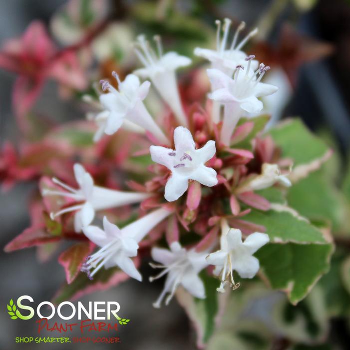 Abelia X grandiflora 'Mardi Gras'