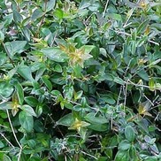 Abelia X ''Edward Goucher'