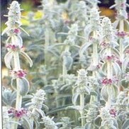 Stachys byzantina 'Lamb Ear'