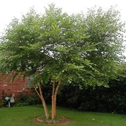 Betula nigra 'Dura Heat'