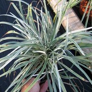 Liriope muscari 'Silver Dragon'
