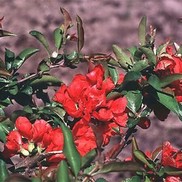 Chaenomeles speciosa 'Texas Scarlet'