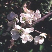 Chaenomeles speciosa 'Jet Trails'