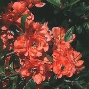 Chaenomeles speciosa 'Cameo'