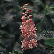 SUMMERSWEET RUBY SPICE