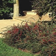 COTONEASTER 'GROUND'