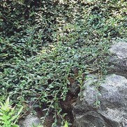 Cotoneaster salicifolius 'Willowleaf'