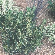 Euonymus japonicus 'Aureo-variegatus'