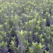 EUONYMUS 'DWARF'