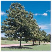 Quercus shumardii 'Shumardi Red Oak'