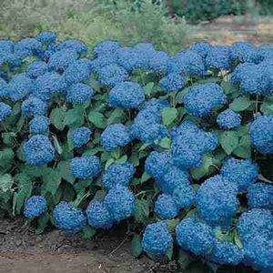 Hydrangea macrophylla 'Nikko Blue'