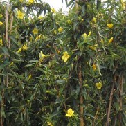 Gelsemium sempervirens
