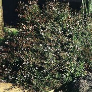 Abelia X grandiflora 'Compacta'