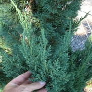 Juniperus chinensis 'Wintergreen'