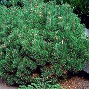 Pinus mugo