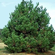 Pinus thunbergiana
