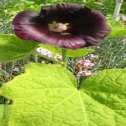 Alcea nigra