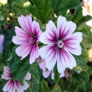Malva sylvestris 'Zebrina'