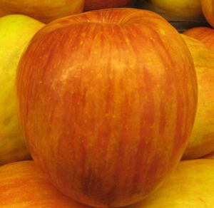 malus  'Fuji'