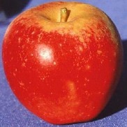 malus  'Winesap'