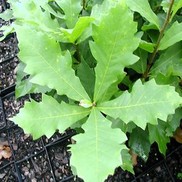 Quercus bicolor 'Swamp White Oak'