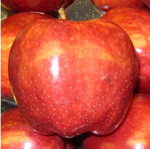 malus  'Red Delicious'