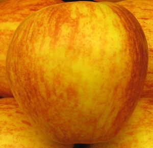 malus  'Gala'