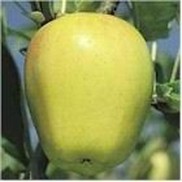 Malus  'Yellow Delicious'