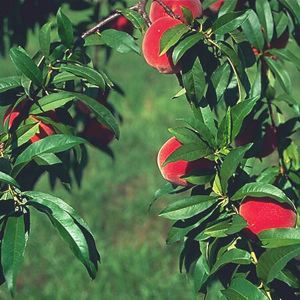 Prunus  'Red Haven'