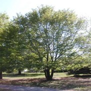 Quercus nigra 'Water Oak'
