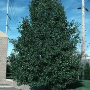 Pyrus callerana 'Cleveland Select'