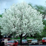 Pyrus calleryana 'Bradford'