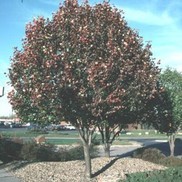 Pyrus calleryana 'Sylvania'