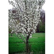 Pyrus calleryana 'Redspire'