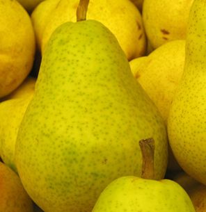 Pyrus communis 'Bartlett'