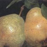 Pyrus communis 'Kieffer'