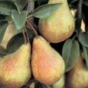 Pyrus communis 'Moonglow'