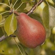 Pyrus communis 'Magness'
