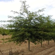 Quercus phellos 'Willow Oak'
