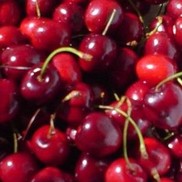 Prunus avium 'Bing'