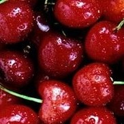 Prunus cerasus 'Montorency'