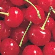 Prunus cerasus 'North Star'