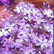 Phlox subulata